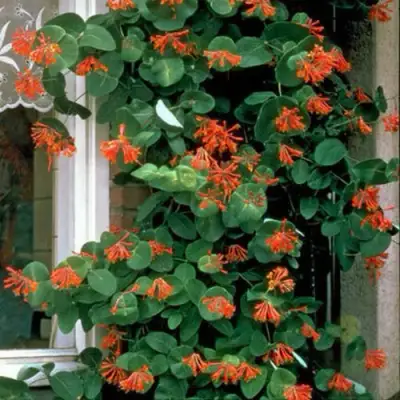 Жимолость ДРОМПОР СКАРЛЕТТ брауна в Новополоцке