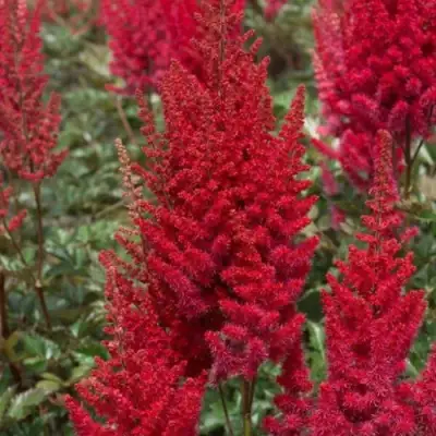 Астильба СКАЙСКРЕЙПЕР китайская в Новополоцке