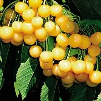 Черешня ДРОГАНА ЖЁЛТАЯ в Новополоцке