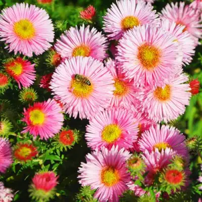 Астра РУДЕЛЬСБУРГ новоанглийская в Новополоцке