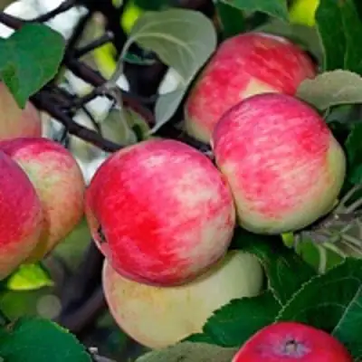 Яблоня СЕРЕБРЯНОЕ КОПЫТЦЕ в Новополоцке