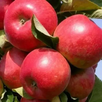 Яблоня ДЖИН колонновидная в Новополоцке