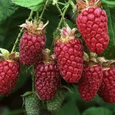 Малина РУБИНОВОЕ ОЖЕРЕЛЬЕ в Новополоцке