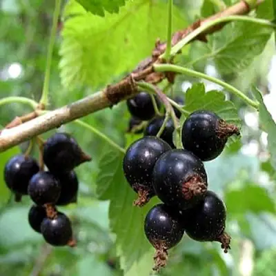 Смородина чёрная БИНАР в Новополоцке