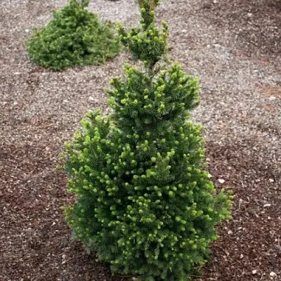 Ель ВИЛС ЦВЕРГ обыкновенная в Новополоцке