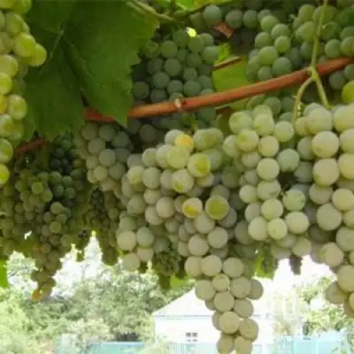 Виноград АНАНАСНЫЙ РАННИЙ в Новополоцке