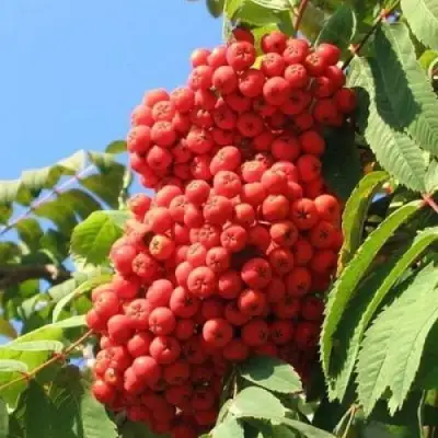 Рябина НЕВЕЖИНСКАЯ сладкоплодная в Новополоцке