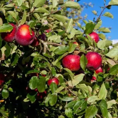 Яблоня СЯБРЫНА в Новополоцке