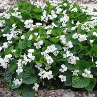 Фиалка АЛЬБИФЛОРА сестринская в Новополоцке