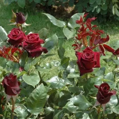 Роза БЛЭК БАККАРА чайно-гибридная в Новополоцке