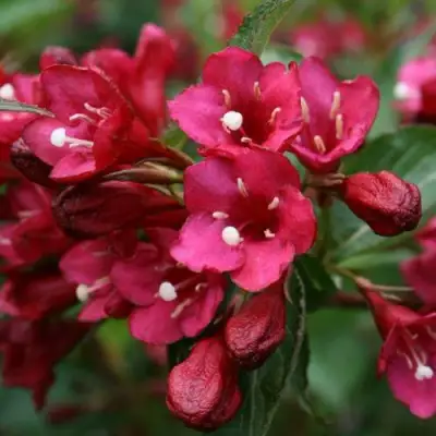 Вейгела ЕВА РАТКЕ в Новополоцке