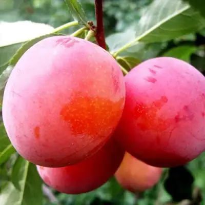 Слива КОМЕТА в Новополоцке