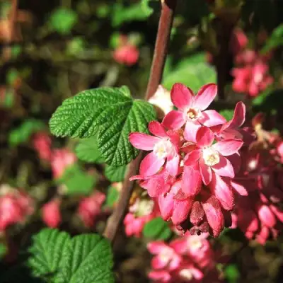 Смородина кроваво-красная ПУЛБОРО СКАРЛЕТ  в Новополоцке