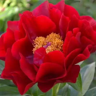 Пион МАКИНАК ГРАНД травянистый в Новополоцке