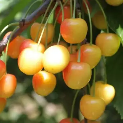 Черешня ЯНТАРНАЯ в Новополоцке