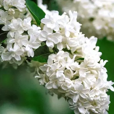 Сирень МАДАМ ЛЕМУАН в Новополоцке