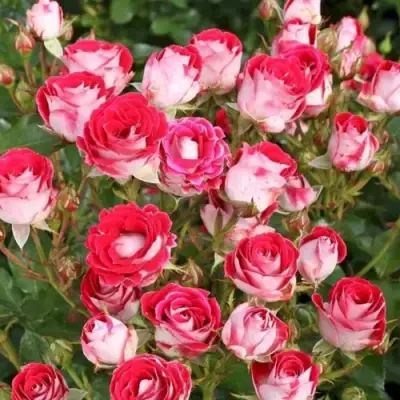 Роза ШОНЕ КОБЛЕНЦЕРИН флорибунда в Новополоцке