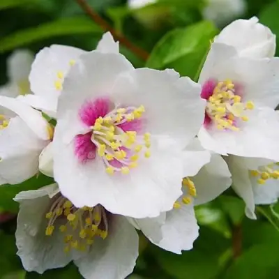 Жасмин БЕЛЬ ЭТУАЛЬ в Новополоцке