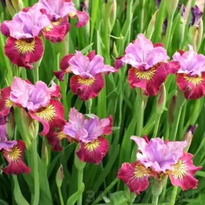 Ирис МИСС ЭППЛ сибирский в Новополоцке