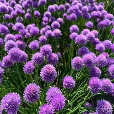 Лук-шнитт в Новополоцке