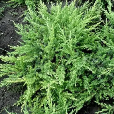 Можжевельник ШЛЯГЕР прибрежный в Новополоцке