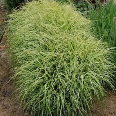 Осока ВАРИЕГАТА пальмолистная в Новополоцке