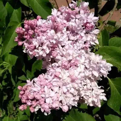 Сирень МИЛОСЕРДИЕ в Новополоцке