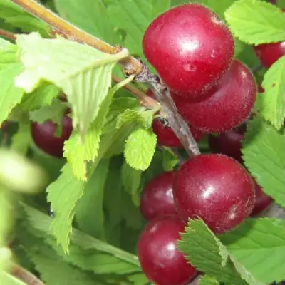 Вишня персиковая АФЛОЦЕРАЗУС в Новополоцке