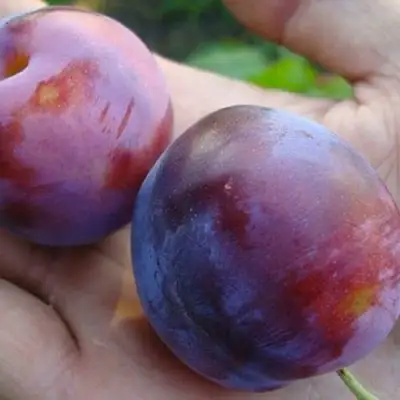 Слива РЕНКЛОД в Новополоцке