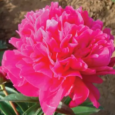 Пион РУБИНОВЫЙ СВЕТ травянистый в Новополоцке