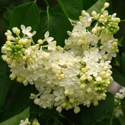 Сирень ПРИМРОУЗ в Новополоцке