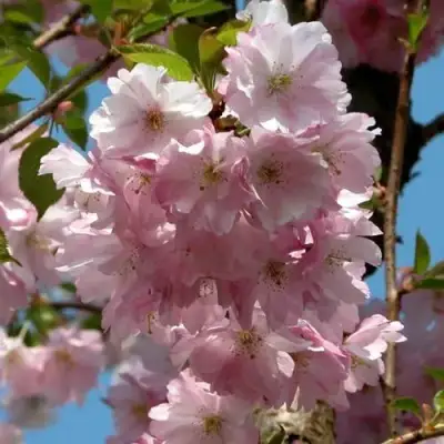 Вишня АККОЛЕЙД цветущая в Новополоцке
