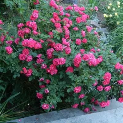 Роза ДЖОРДЖ ВАНКУВЕР флорибунда в Новополоцке