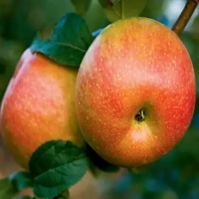 Яблоня ПЕРСИКОВАЯ в Новополоцке