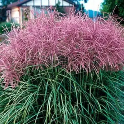 Мискантус МАЛЕПАРТУС китайский  в Новополоцке