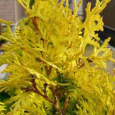 Туя ЕВРОПА ГОЛД западная в Новополоцке