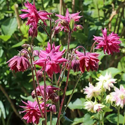 Аквилегия БАРЛОУ БОРДО обыкновенная в Новополоцке