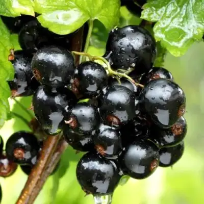 Смородина чёрная БЕЛОРУССКАЯ СЛАДКАЯ в Новополоцке