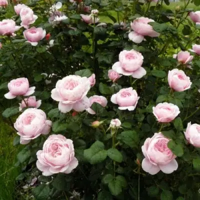 Роза КУИН ОФ СУИДЕН (КОРОЛЕВА ШВЕЦИИ) английская в Новополоцке