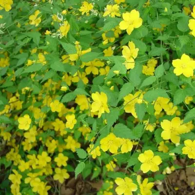 Керрия японская ГОЛДЕН ГИНЕЯ в Новополоцке