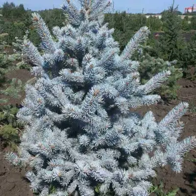 Ель МИСТИ БЛЮ голубая в Новополоцке