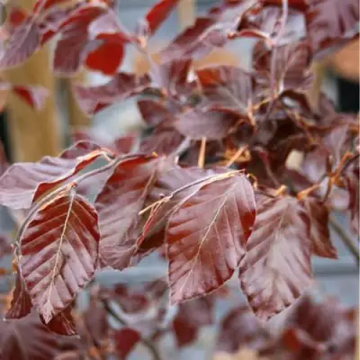 Бук лесной АТРОПУНИЦЕА в Новополоцке