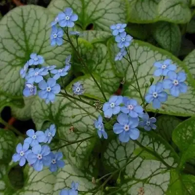 Бруннера ДЖЭК ФРОСТ в Новополоцке