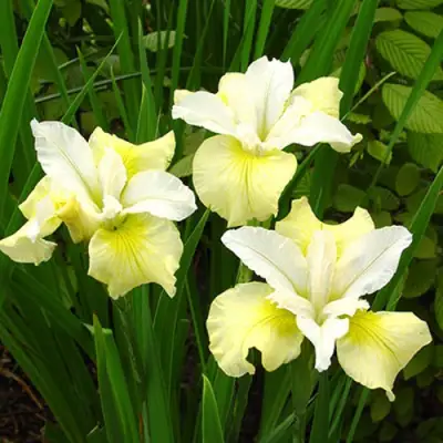 Ирис ЙЕЛЛОУ ТЕЙЛ сибирский в Новополоцке