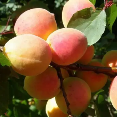 Абрикос СЮРПРИЗ в Новополоцке