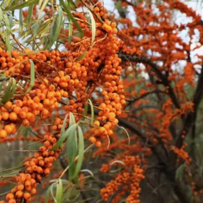 Облепиха СЕРАФИМА в Новополоцке