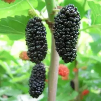 Шелковица ГАЛИЦИЯ в Новополоцке