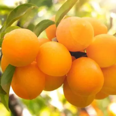 Слива МАРА в Новополоцке