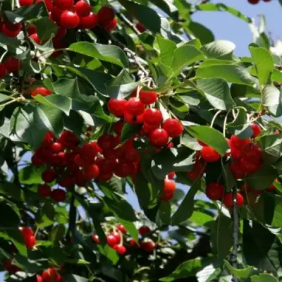 Вишня БРУСНИЦЫНА степная в Новополоцке