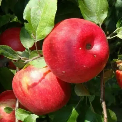 Яблоня ВАЛЕРИЯ в Новополоцке